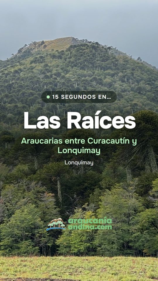 Portada del reel Cuesta Las Raíces de Araucanía Andina